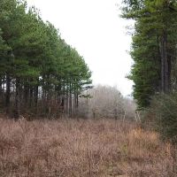 70 Acres in Clarke County MS images 4