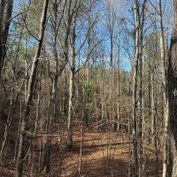 80 Acres in Grenada County MS images 2