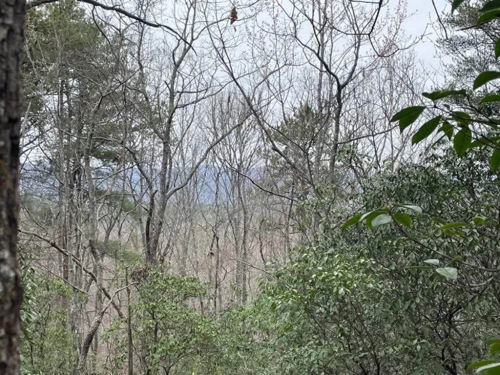 REDUCED 7.5 Acre Tract 2 on Whitewater Point Road featured image