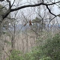 REDUCED 7.5 Acre Tract 2 on Whitewater Point Road images 2