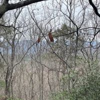REDUCED 7.5 Acre Tract 2 on Whitewater Point Road images 3