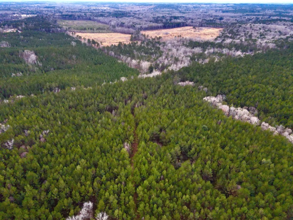 60 Acres in Simpson County MS featured image