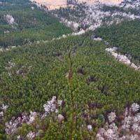 60 Acres in Simpson County MS images 2