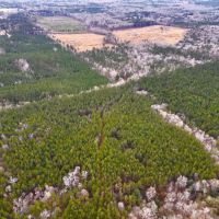 60 Acres in Simpson County MS images 3