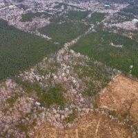 60 Acres in Simpson County MS images 4