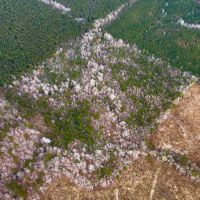 60 Acres in Simpson County MS images 5