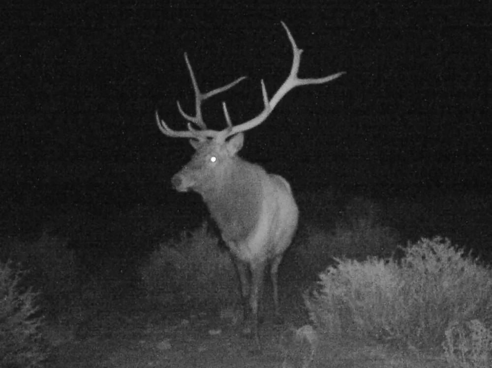Sevilleta Hills Elk Ranch featured image