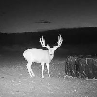 Sevilleta Hills Elk Ranch images 5