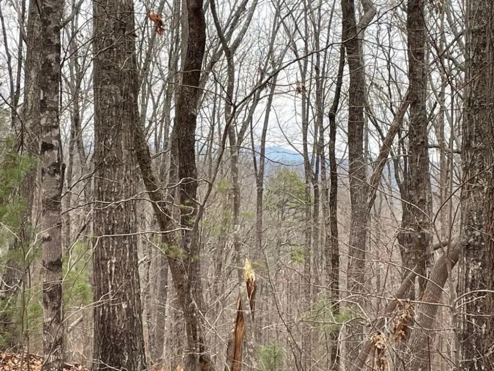 REDUCED 7.5 Acre Tract 1 on Whitmire Church Road featured image