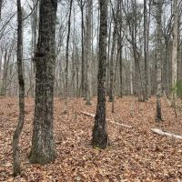 REDUCED 7.5 Acre Tract 1 on Whitmire Church Road images 4