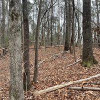 REDUCED 7.5 Acre Tract 1 on Whitmire Church Road images 5