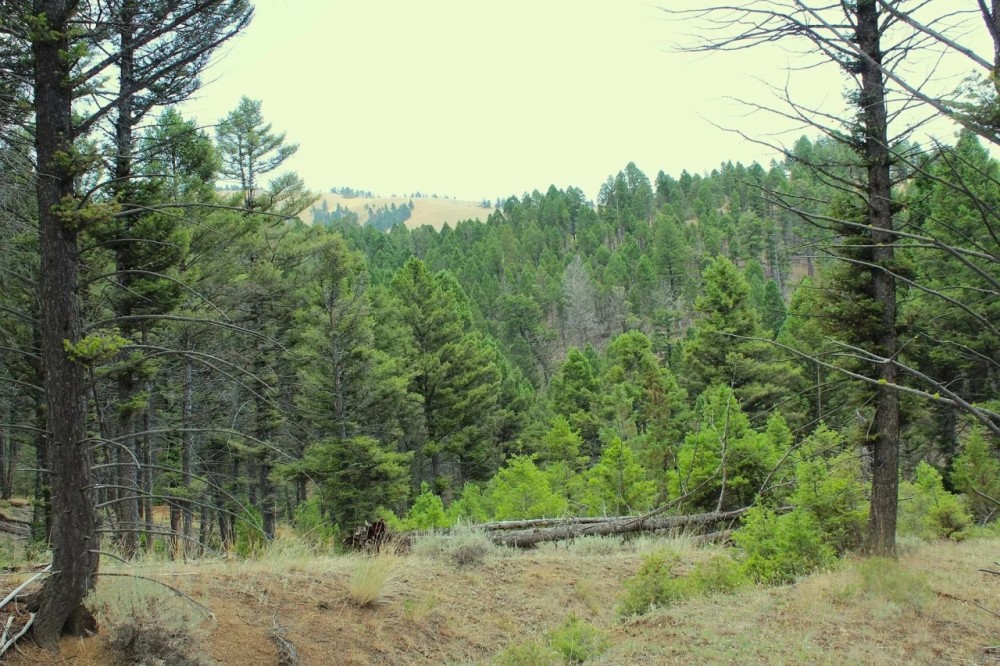 14 Acres of Land for Sale in Jefferson County MT - Gold Mining Hunting featured image