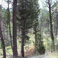 14 Acres of Land for Sale in Jefferson County MT - Gold Mining Hunting images 2