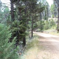 14 Acres of Land for Sale in Jefferson County MT - Gold Mining Hunting images 3