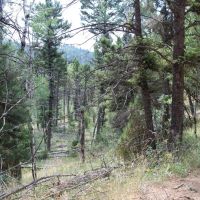 14 Acres of Land for Sale in Jefferson County MT - Gold Mining Hunting images 4