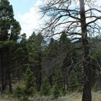 14 Acres of Land for Sale in Jefferson County MT - Gold Mining Hunting images 5