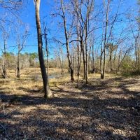 39.19 Acres on Captain Brown Rd. images 5