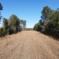 20 Acres in Jasper County MS images 3