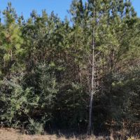 20 Acres in Jasper County MS images 4
