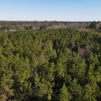 20 Acres in Jasper County MS images 5