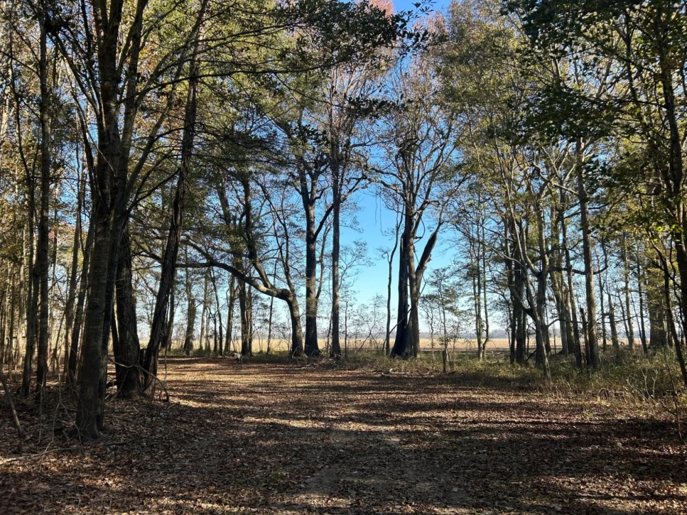 130 Acres in Issaquena County MS featured image