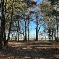 130 Acres in Issaquena County MS