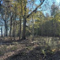 130 Acres in Issaquena County MS images 5
