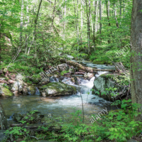 Chattahoochee National Forest 866,468 Acres of Turkey Hunting in Hall, GA images 5