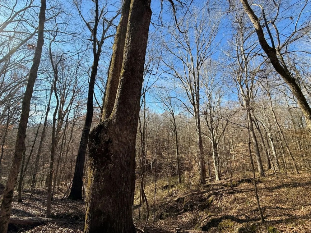 40 Acres in Holmes County MS featured image