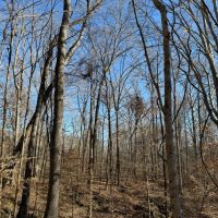 40 Acres in Holmes County MS images 4
