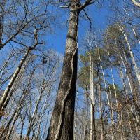 40 Acres in Holmes County MS images 5