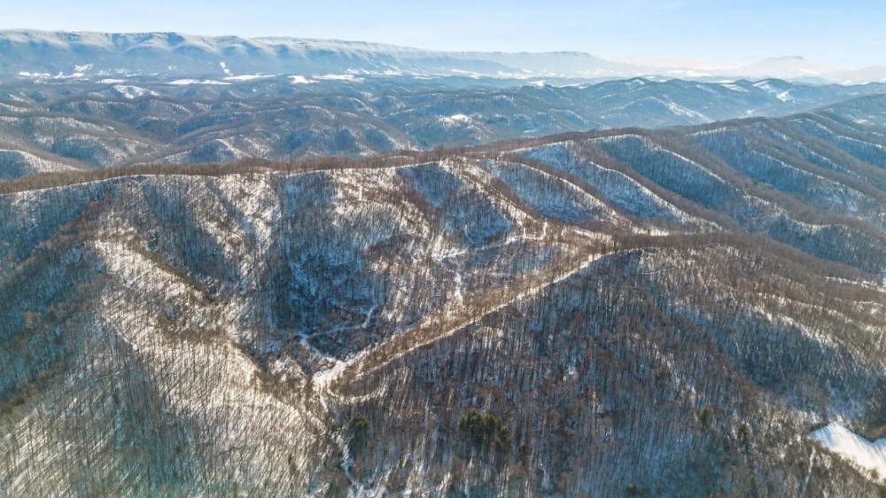 Large Timber Tract for Sale in Bluefield VA featured image