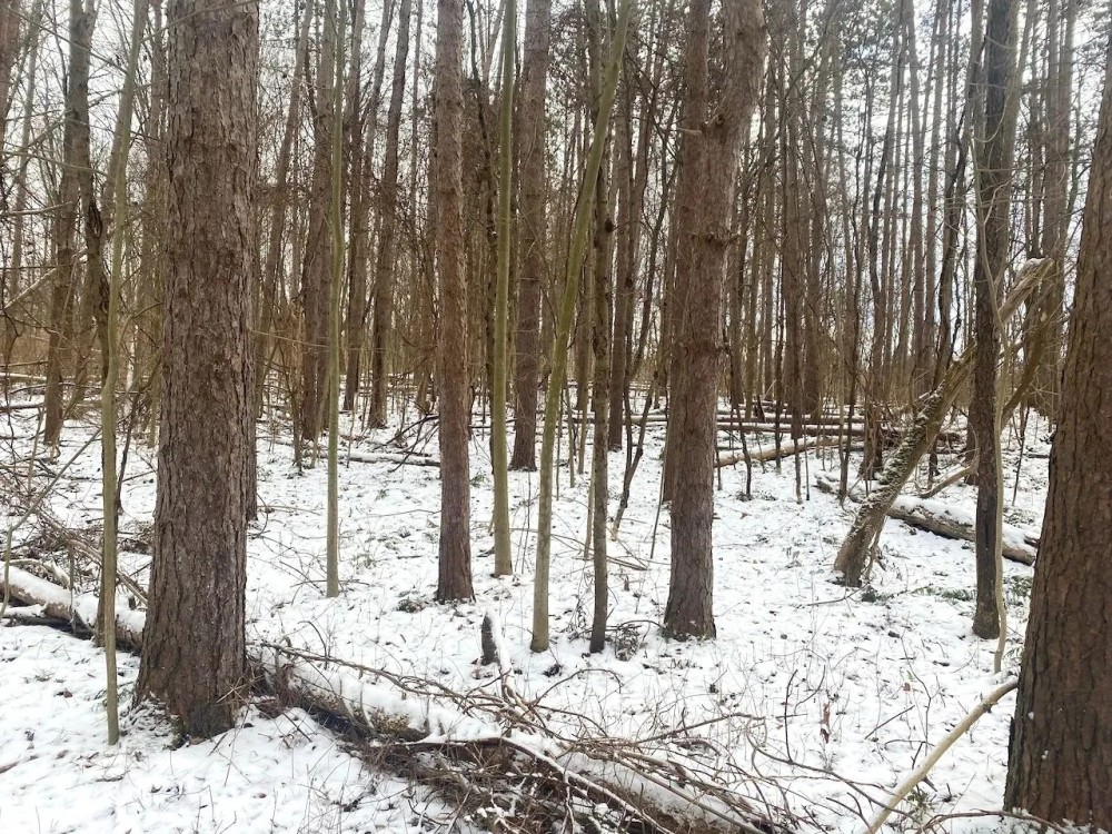 5 acres Wooded Hunting Land in Burns NY Bull Road featured image