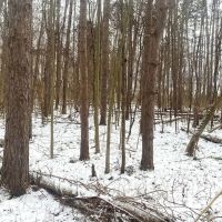 5 acres Wooded Hunting Land in Burns NY Bull Road