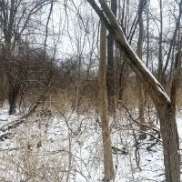 5 acres Wooded Hunting Land in Burns NY Bull Road images 2
