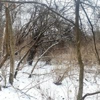 5 acres Wooded Hunting Land in Burns NY Bull Road images 3