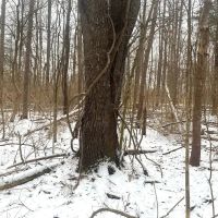 5 acres Wooded Hunting Land in Burns NY Bull Road images 4