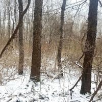 5 acres Wooded Hunting Land in Burns NY Bull Road images 5