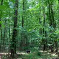 61.99 acres in Coweta County images 2