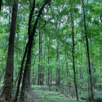 61.99 acres in Coweta County images 3