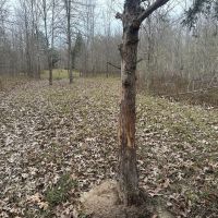 Duck and Deer Hunting Land with a Camp Spot for Sale images 2