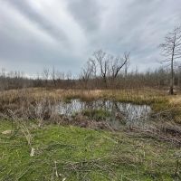 Duck and Deer Hunting Land with a Camp Spot for Sale images 3