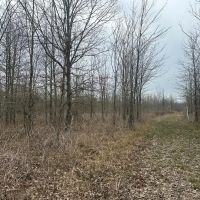 Duck and Deer Hunting Land with a Camp Spot for Sale images 4
