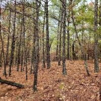 Hunting Mountains Timberland images 5