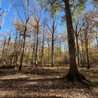 147.16 Acres in Jackson Parish LA images 2