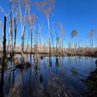 147.16 Acres in Jackson Parish LA images 5