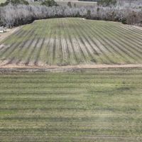 60 Acres in Irwin County GA images 3