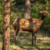 Dawson Elk Valley Ranch images 5