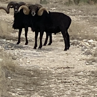 Rams