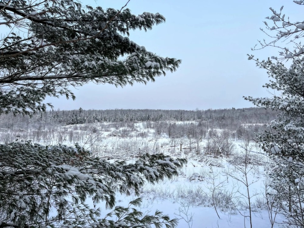 60 acre 4 Season Hunting Land Wilna NY featured image